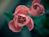 pink tulip
